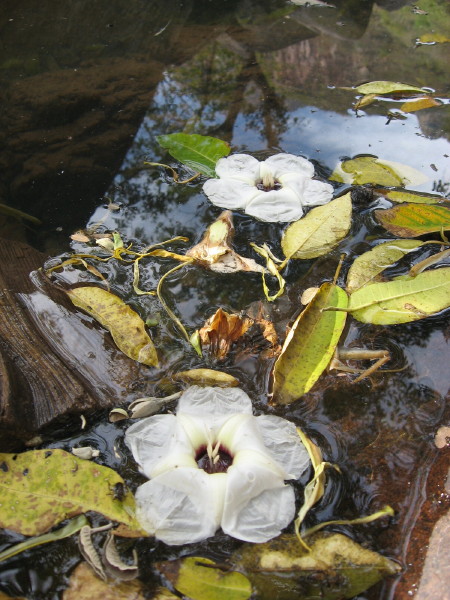 Creamy flowers of the Palo Muerto blanket the landscape in late February.